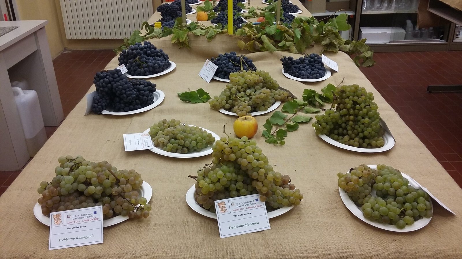 Trebbiano e dintorni